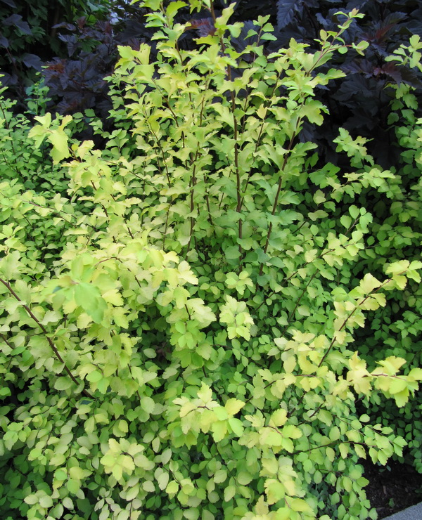 Спирея Вангутта `Голд Фонтэйн`, Spiraea vanhouttei `Gold Fountain ...
